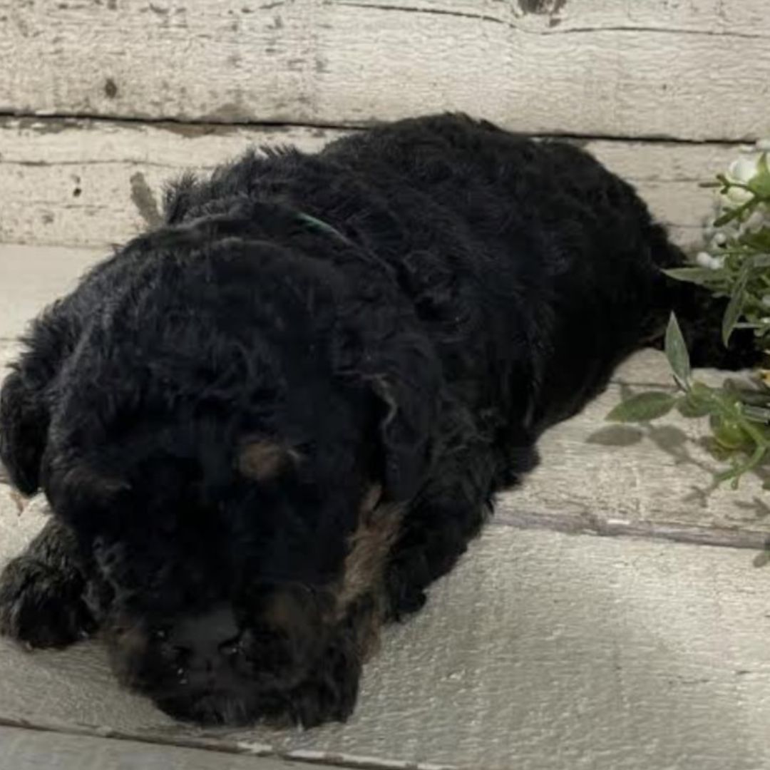 Jose (Male, F1b Micro Bernedoodle)