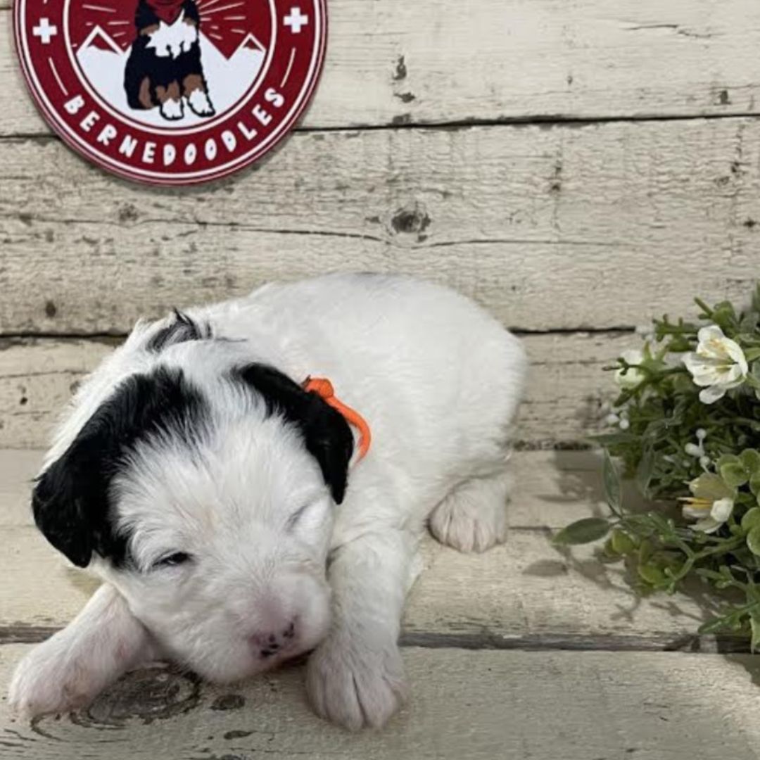 Joy (Female, F1b Micro Bernedoodle)