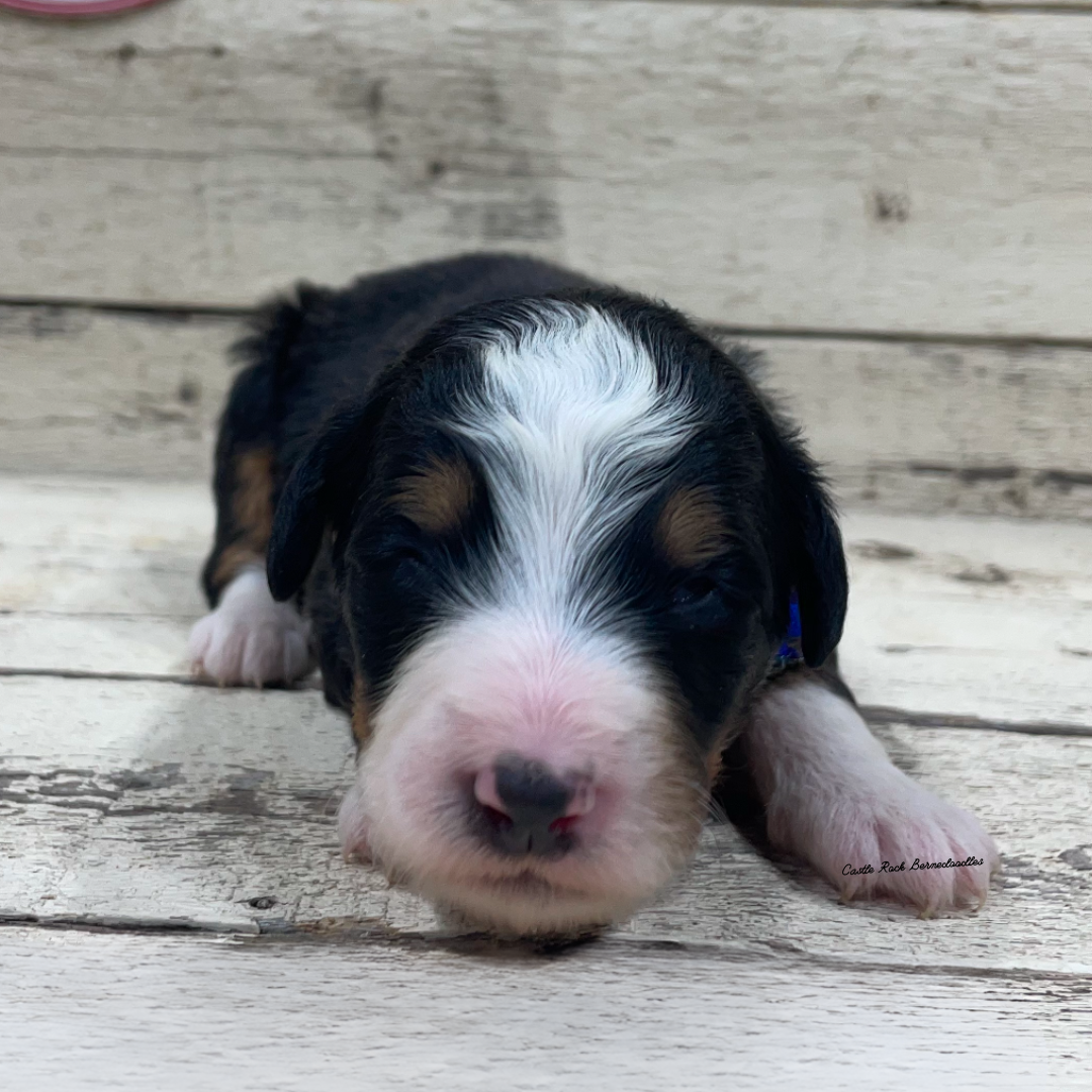 Jude (Female, F1 Mini Bernedoodle) - FOUND A NEW HOME