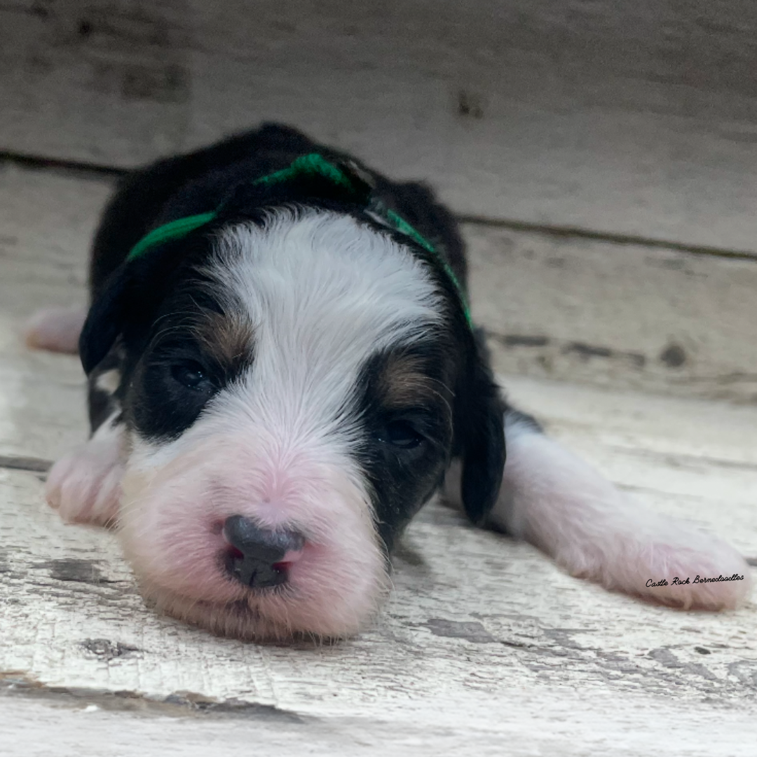 Julia (Female, F1 Mini Bernedoodle) - FOUND A NEW HOME