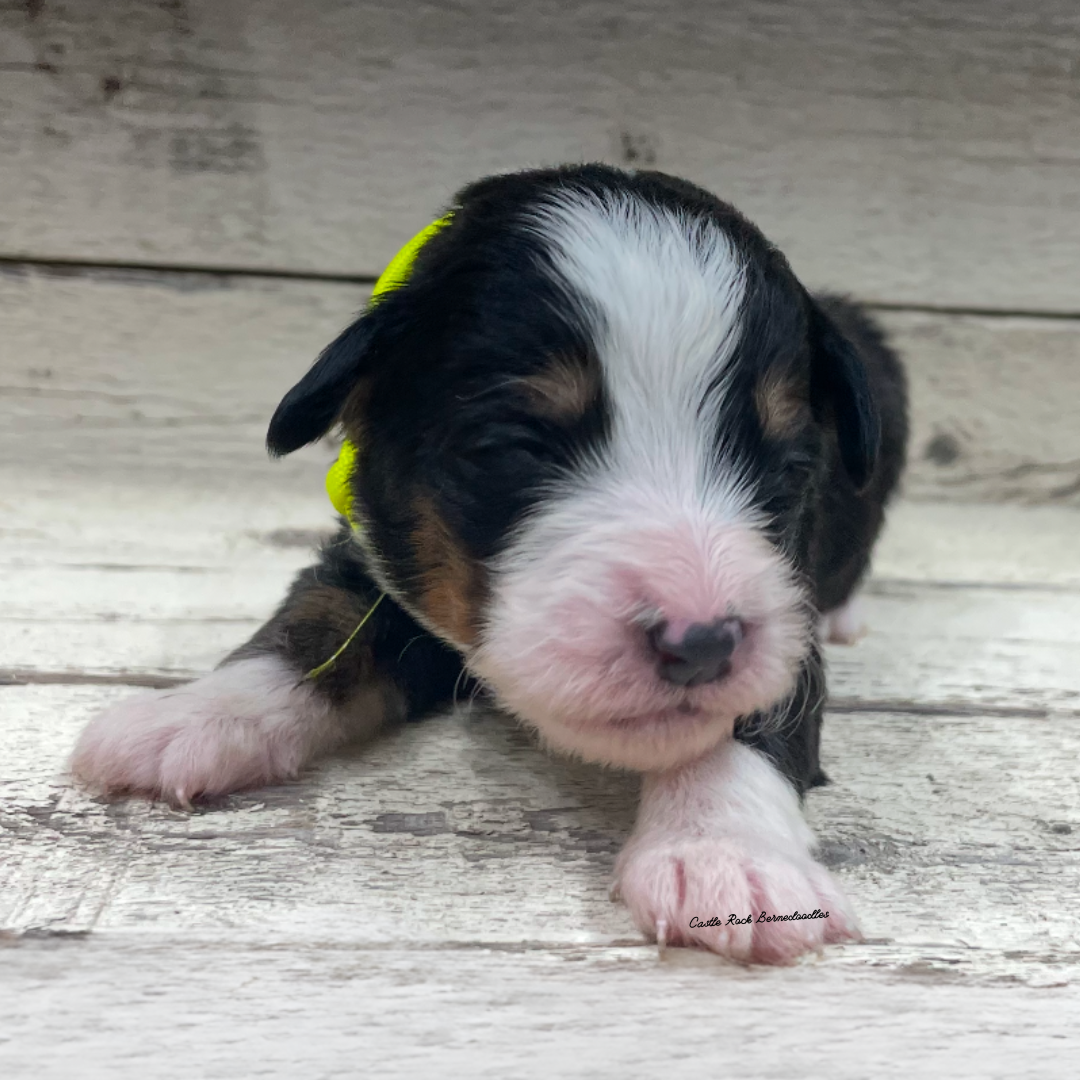 June (Female, F1 Mini Bernedoodle) - FOUND A NEW HOME