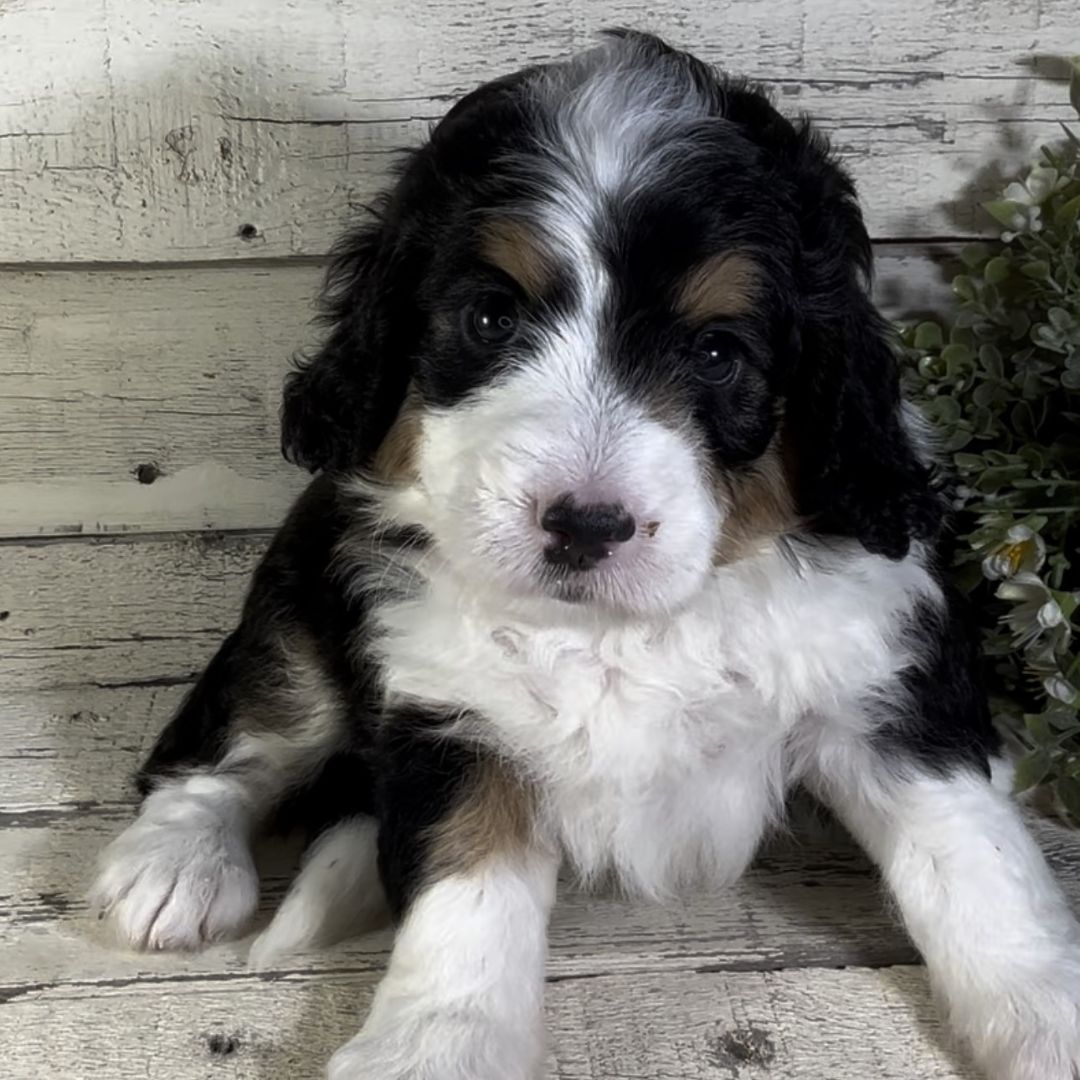 Kay (Female, F1 Mini Bernedoodle)