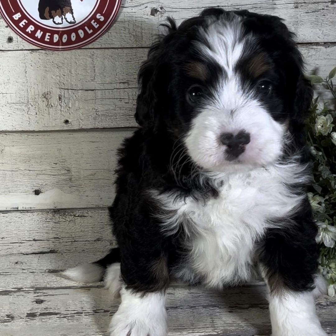 Kiara (Female, F1 Mini Bernedoodle)