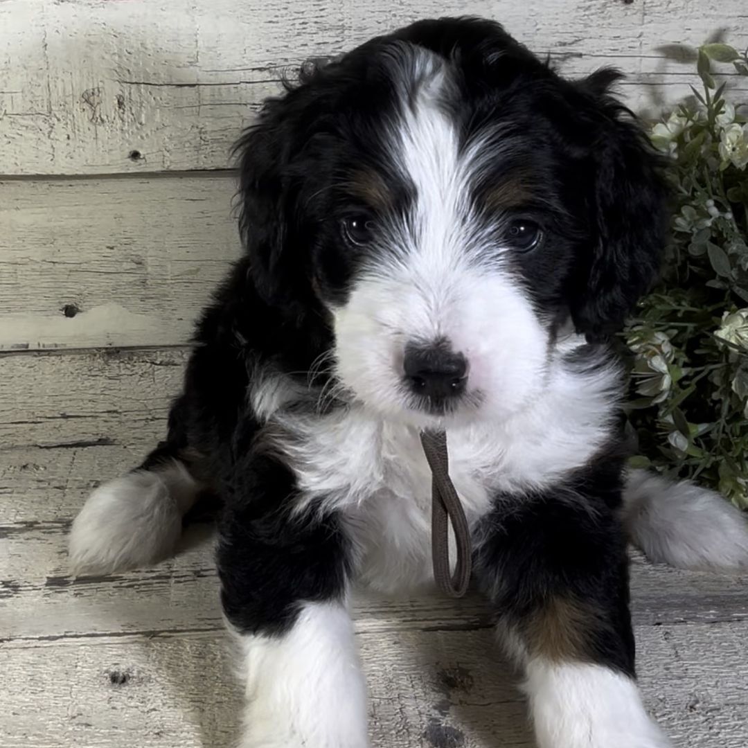 Kiki (Female, F1 Mini Bernedoodle)