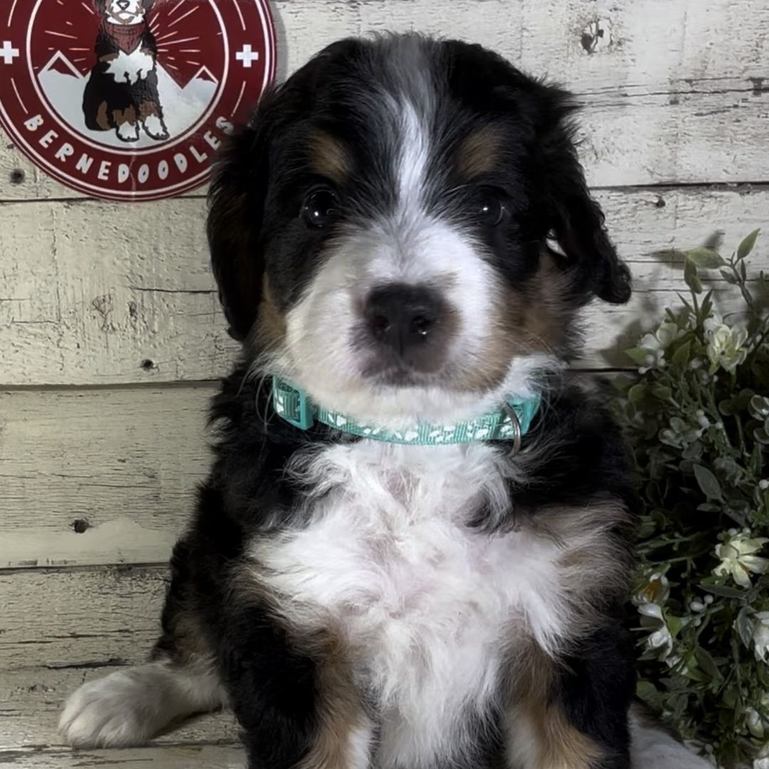 Kit (Male, F1 Mini Bernedoodle)