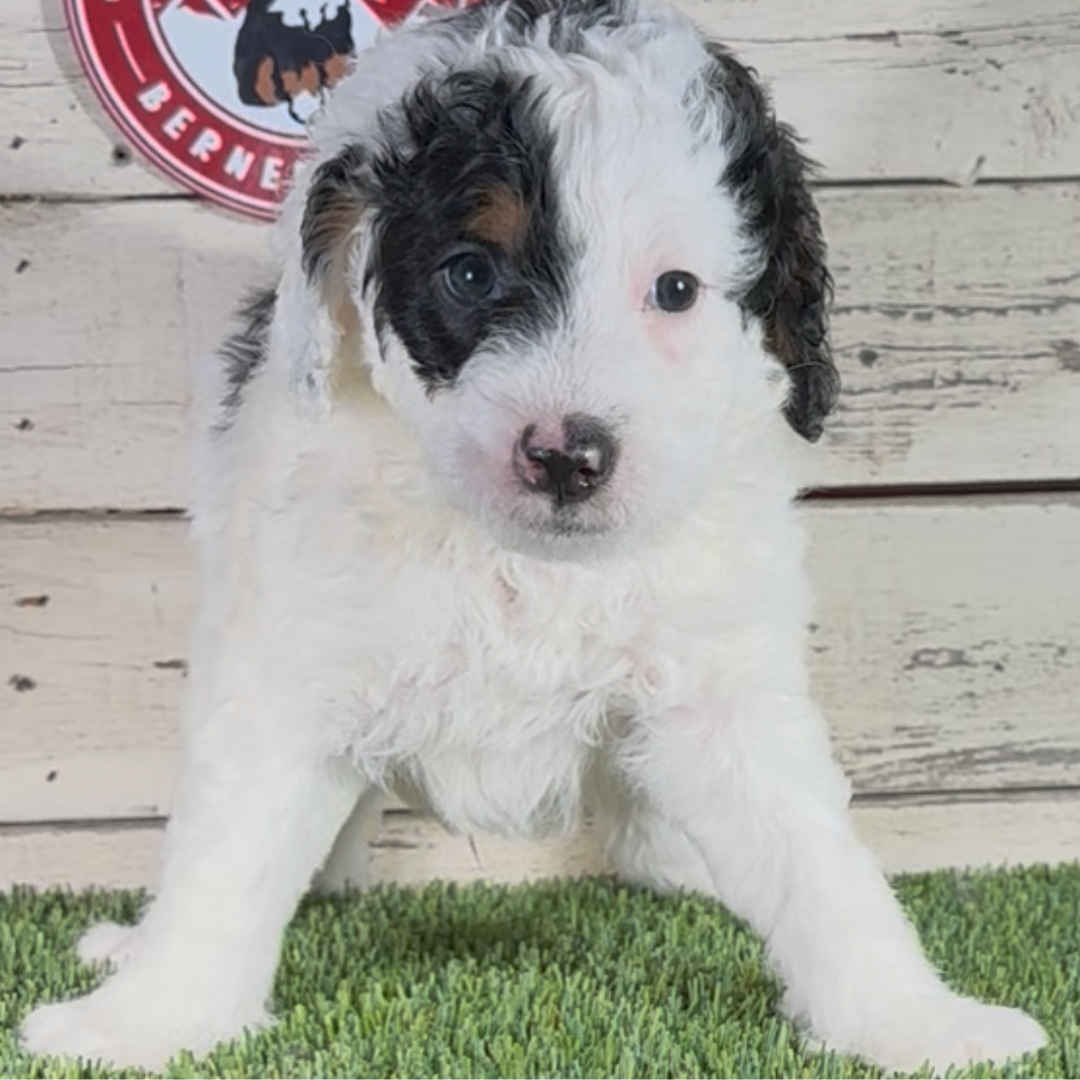 Knox (Male, F1b Maxi Bernedoodle) $2,500