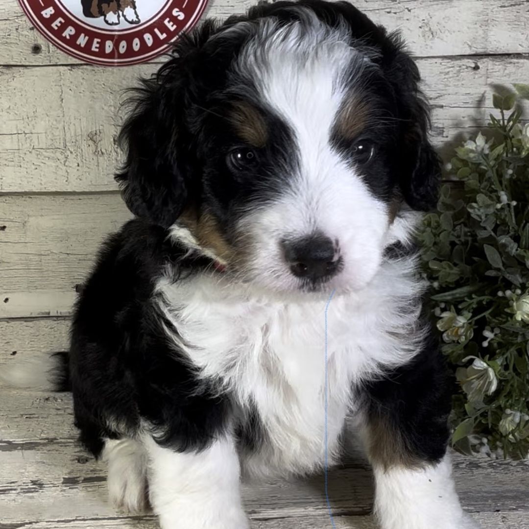 Koda (Male, F1 Mini Bernedoodle)
