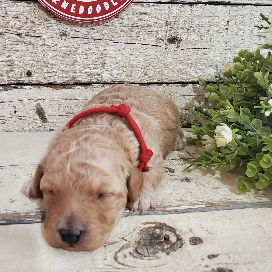 Lacy (Female, F1b Micro Bernedoodle)