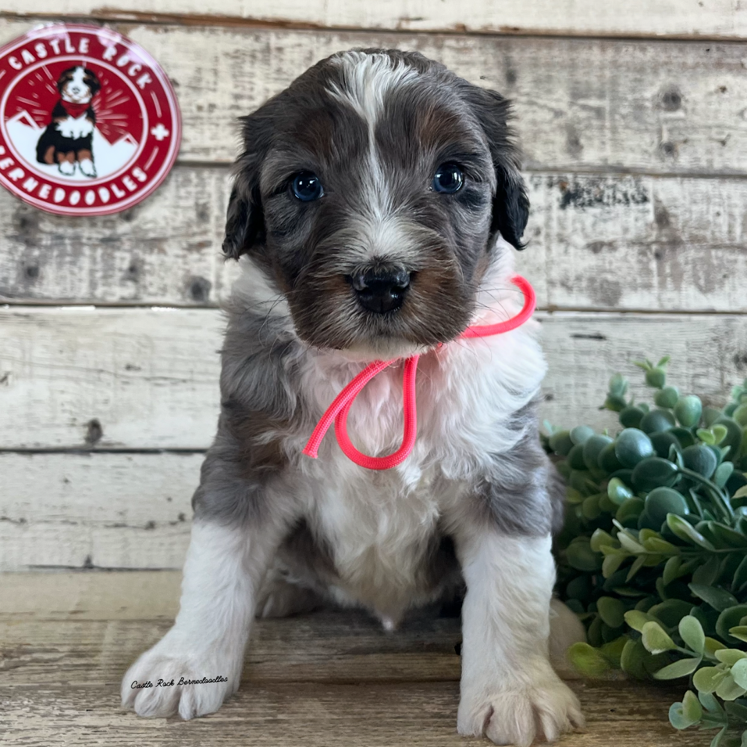 Landon (Male, F1 Mini Blue Merle) - Found a new Home