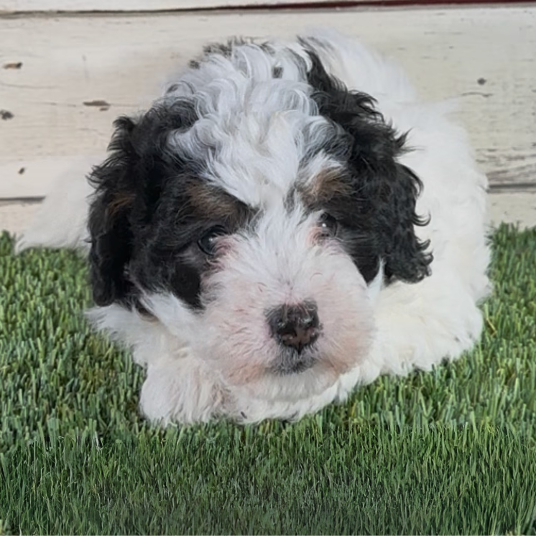 Layla (Female, F1b Micro Bernedoodle) - FOUND A NEW HOME