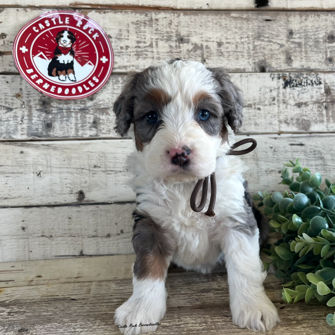 Leah (Female, F1 Mini Blue Merle) - Found a new Home