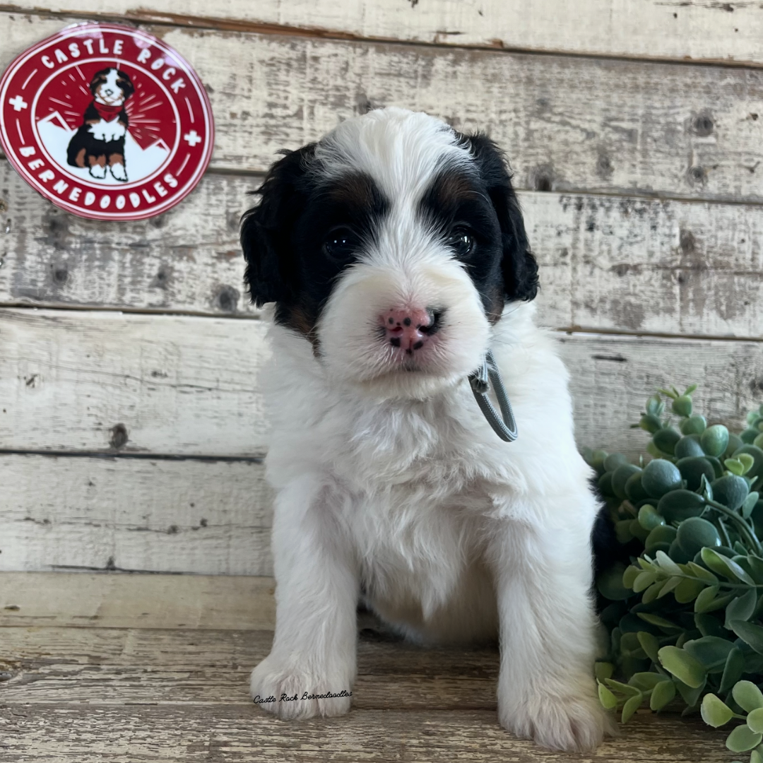 Leo (Male, F1 Mini Bernedoodle) - Found a new Home