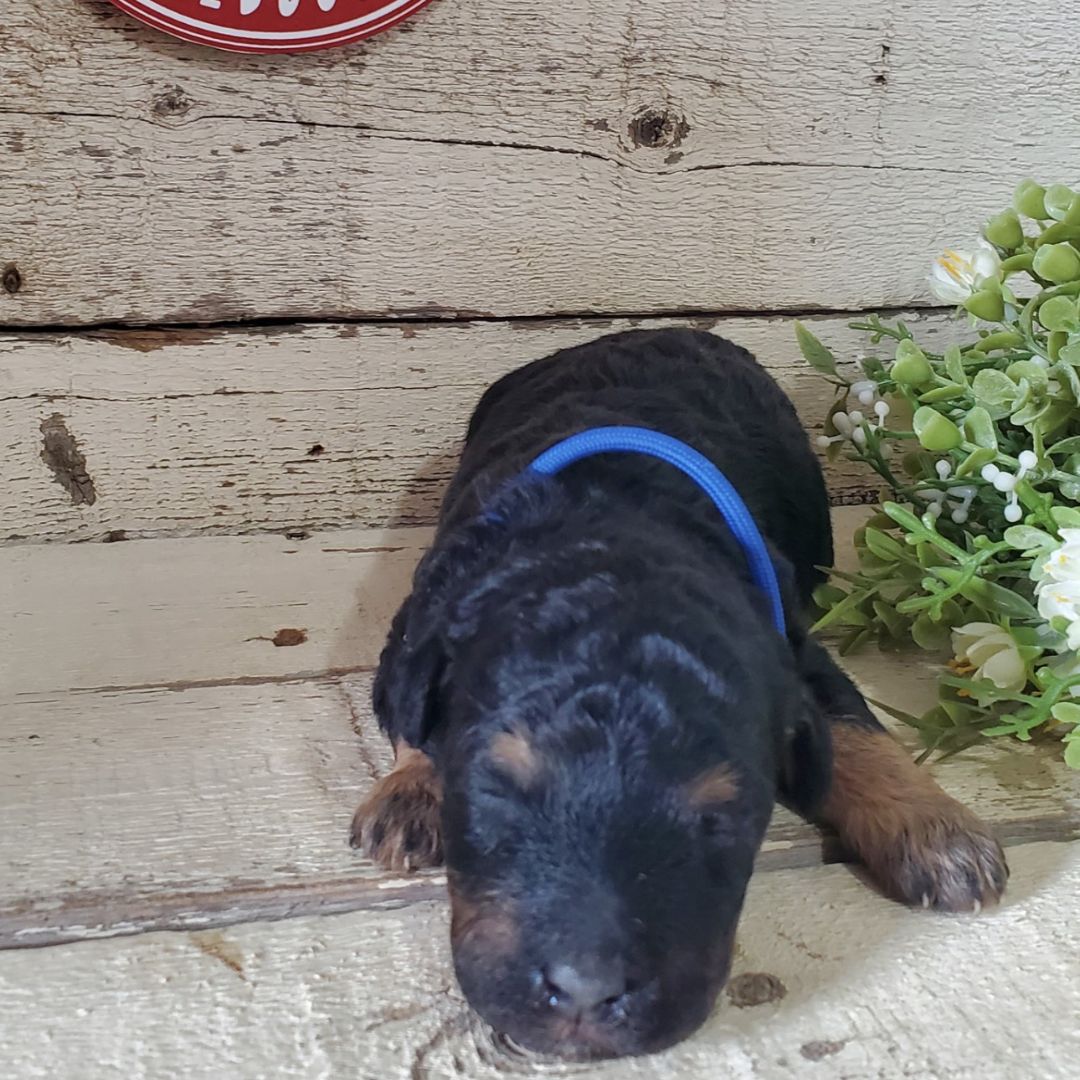 Leo (Male, F1b Micro Bernedoodle)