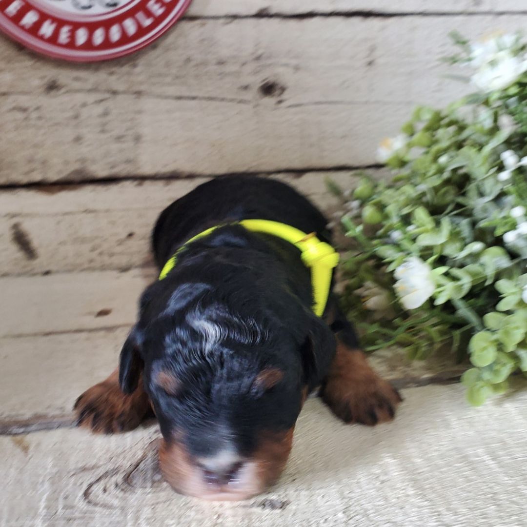 Levi (Male, F1b Micro Bernedoodle) - FOUND A NEW HOME