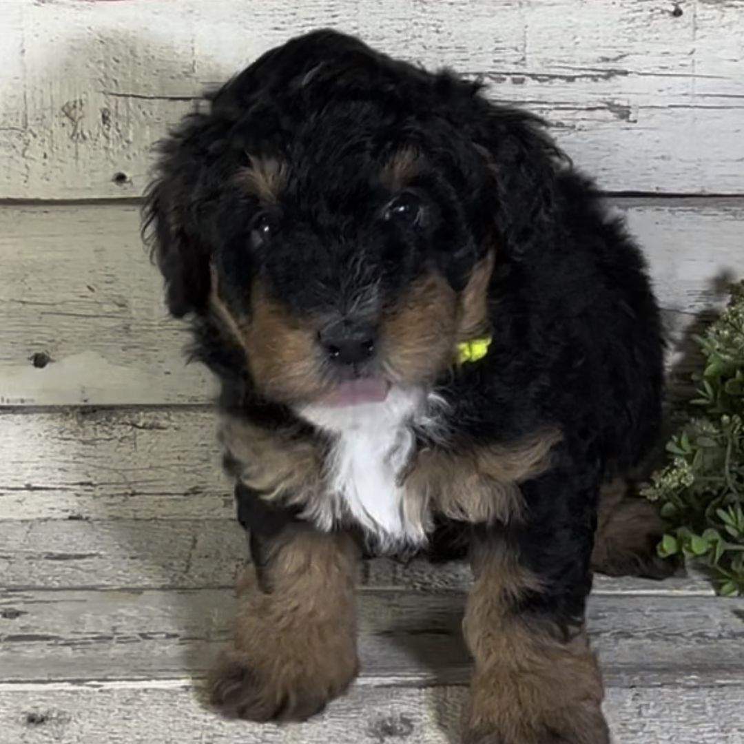 Levi (Male, F1b Micro Bernedoodle) - FOUND A NEW HOME