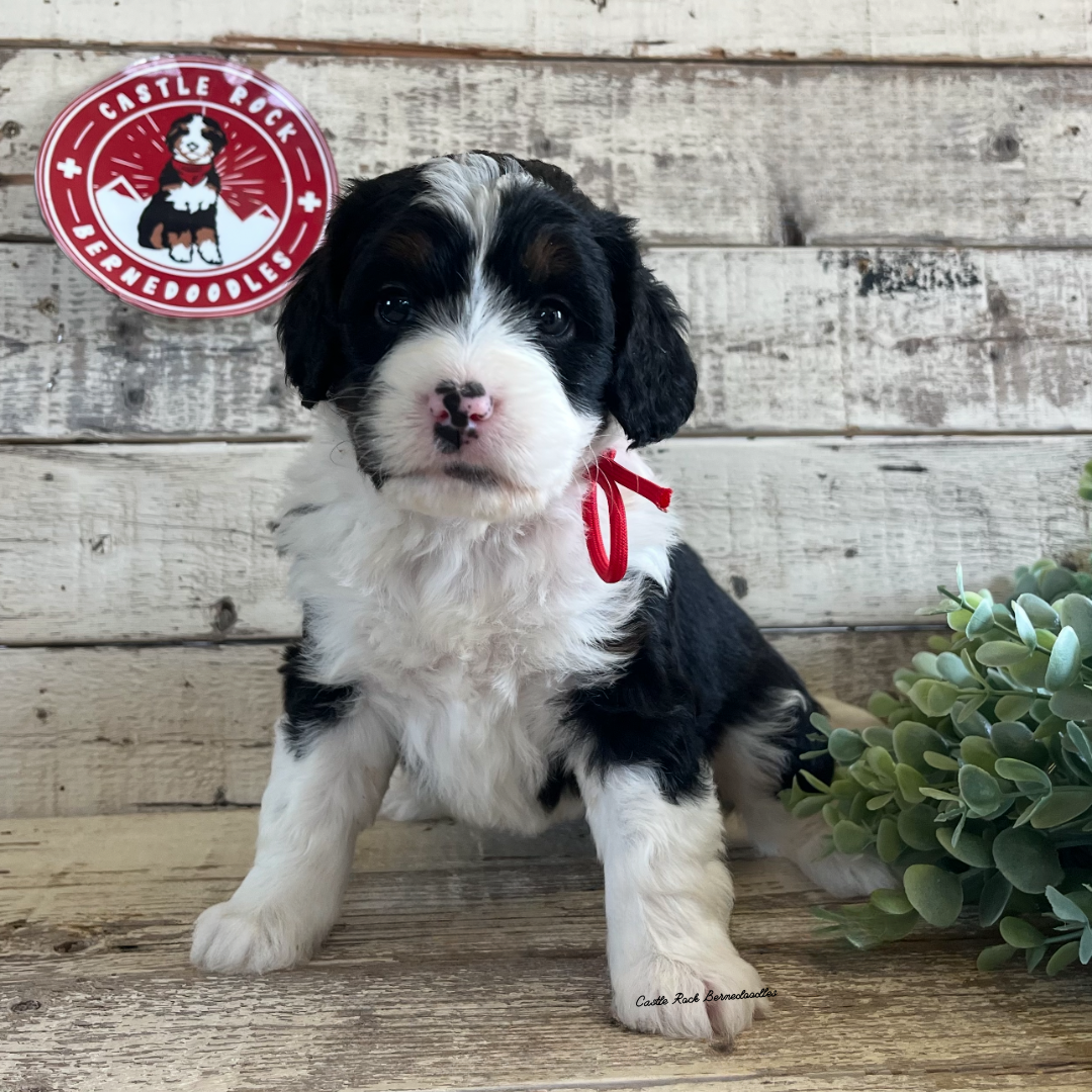 Lilly (Female, F1 Mini Bernedoodle) - Found a new Home