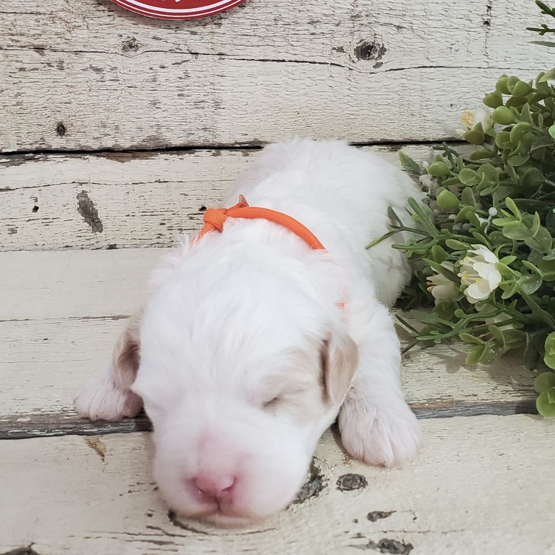 Lilly (Female, F1b Micro Bernedoodle)