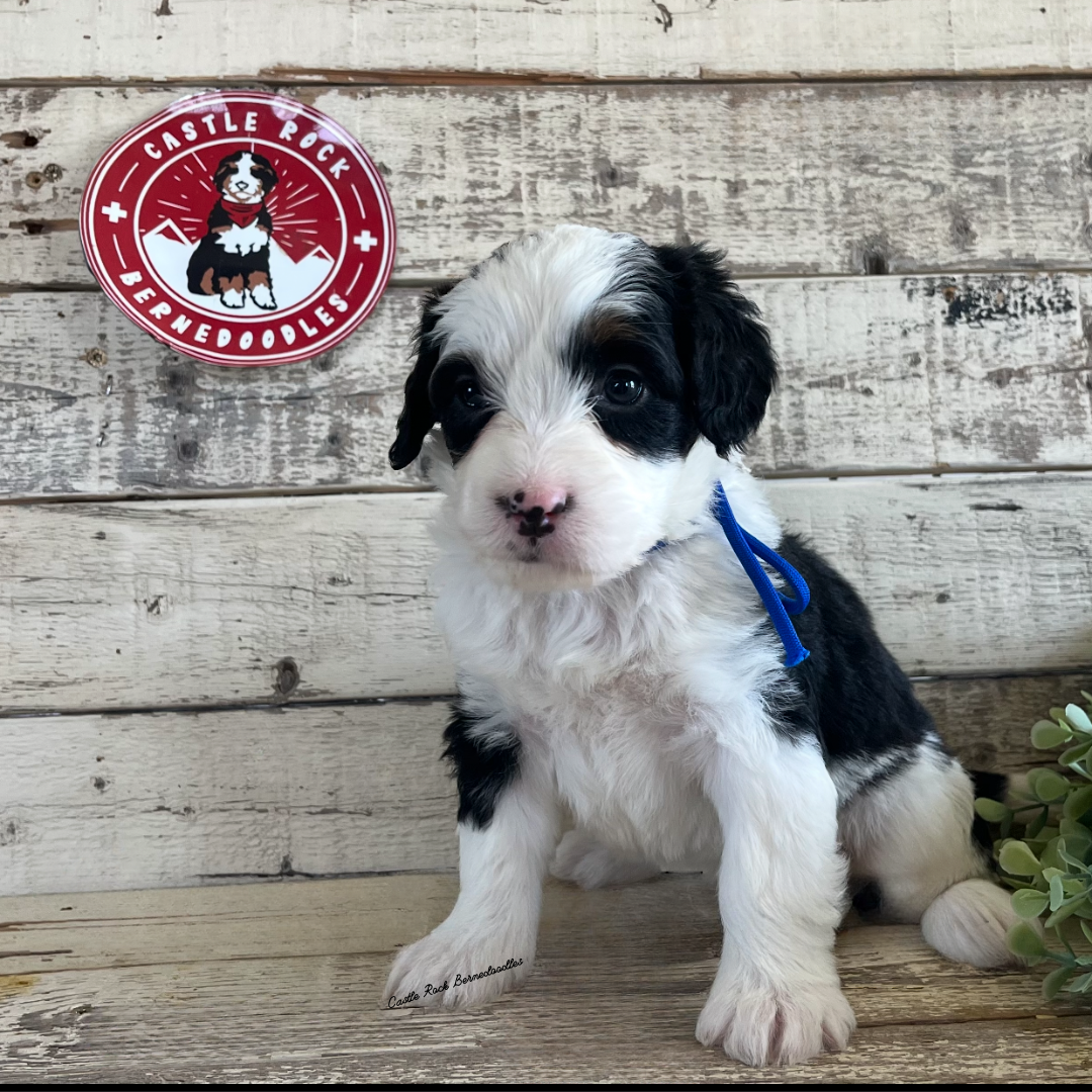 Lucy (Female, F1 Mini Bernedoodle) - Found a new Home