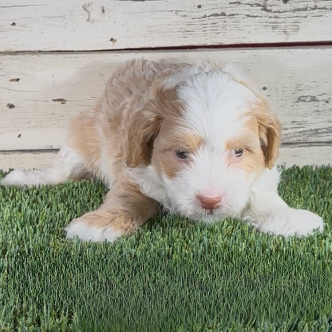 Luna (Female, F1b Micro Bernedoodle) - FOUND A NEW HOME