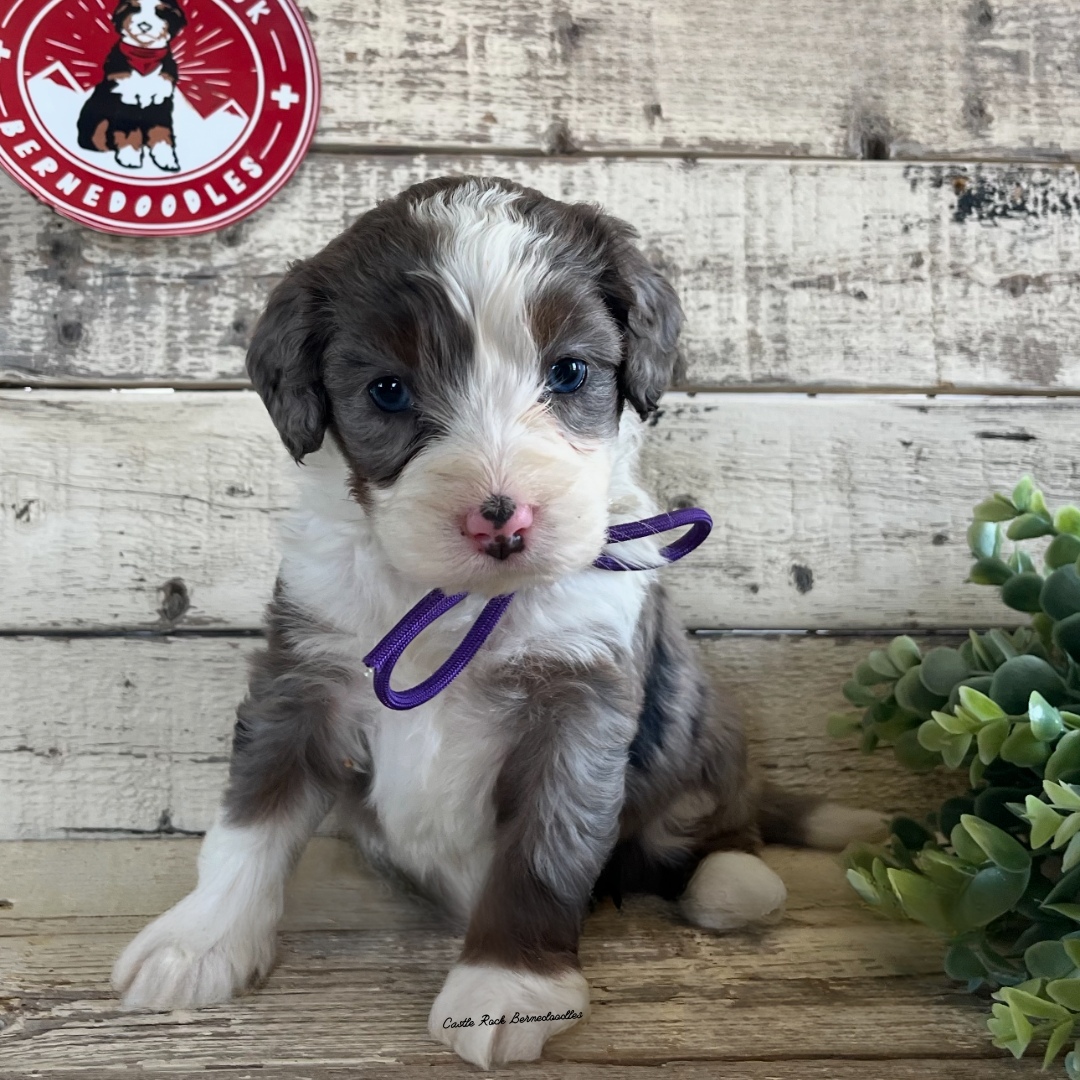 Lyra (Female, F1 Mini Blue Merle) - Found a new Home