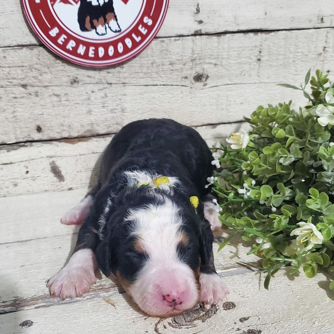 Macie (Female, F1 Major Bernedoodle)