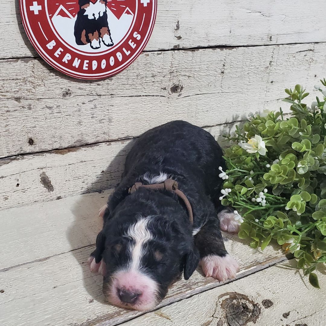 Madeline (Female, F1 Major Bernedoodle)