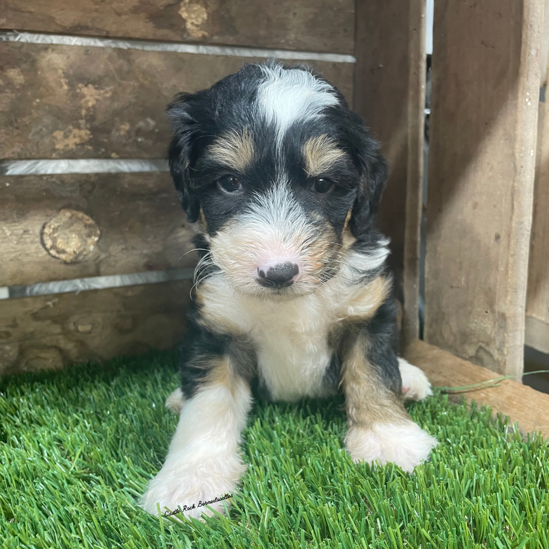 Tavy (Female, F1 Mini Bernedoodle) - FOUND A NEW HOME