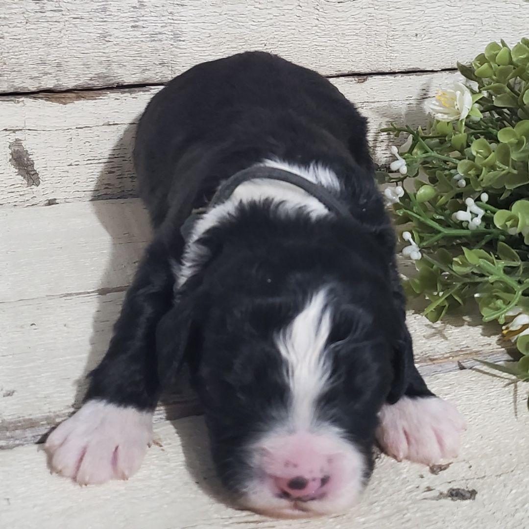 Marley (Male, F1 Major Bernedoodle)