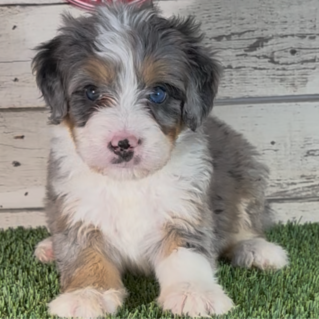 Max (Male, F1 Mini Blue Merle)