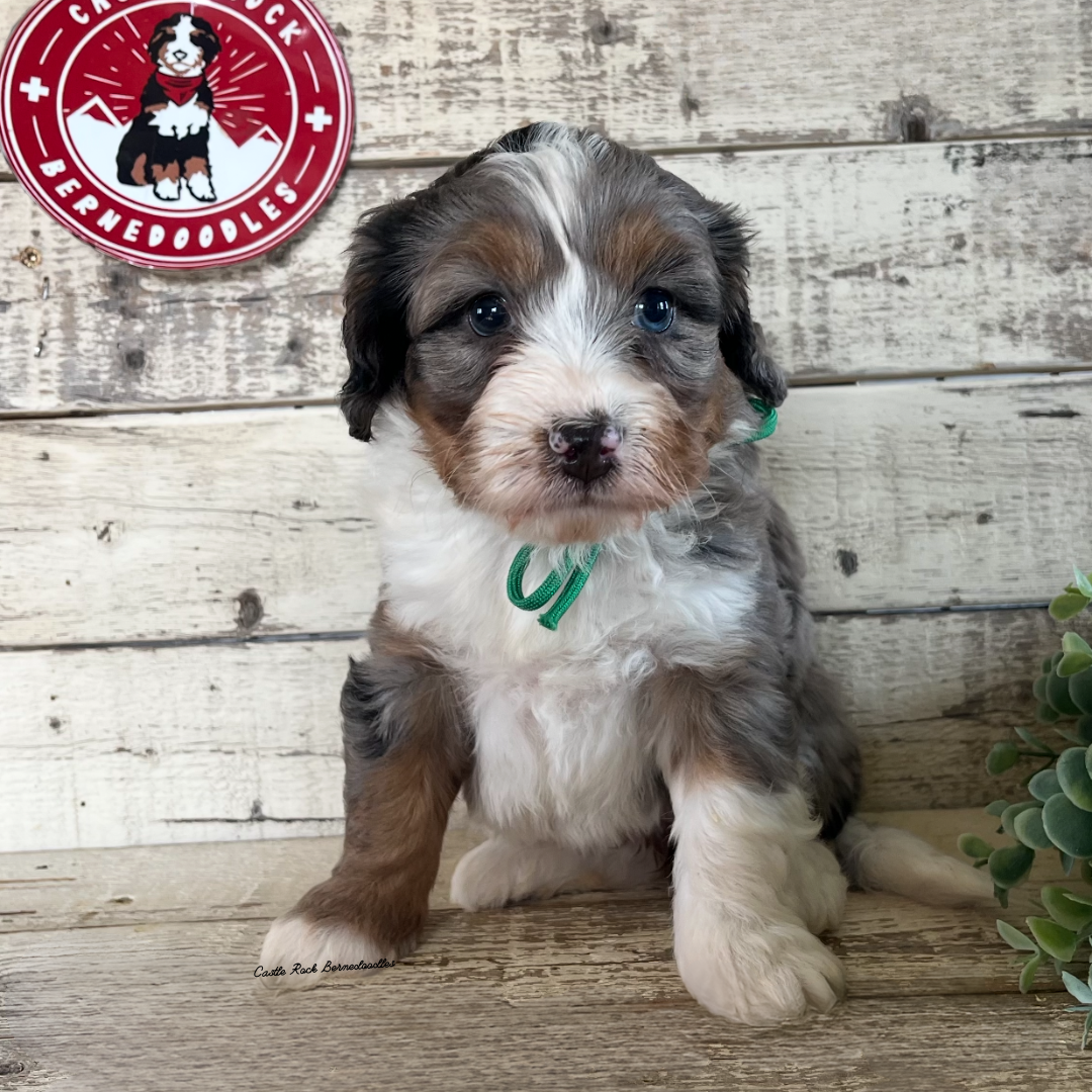 Mia - Female, F1 Mini Blue Merle - FOUND A NEW HOME