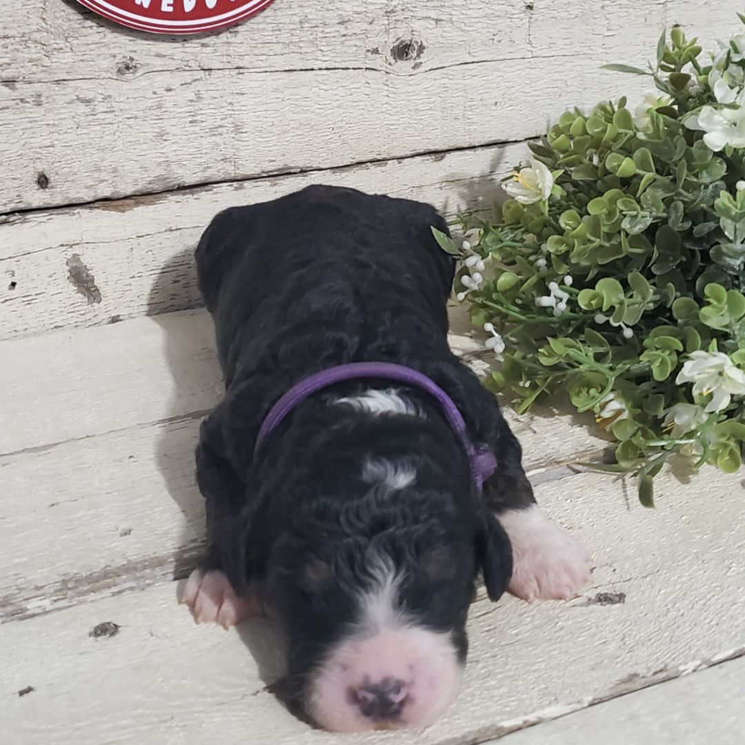 Mia (Female, F1 Major Bernedoodle)