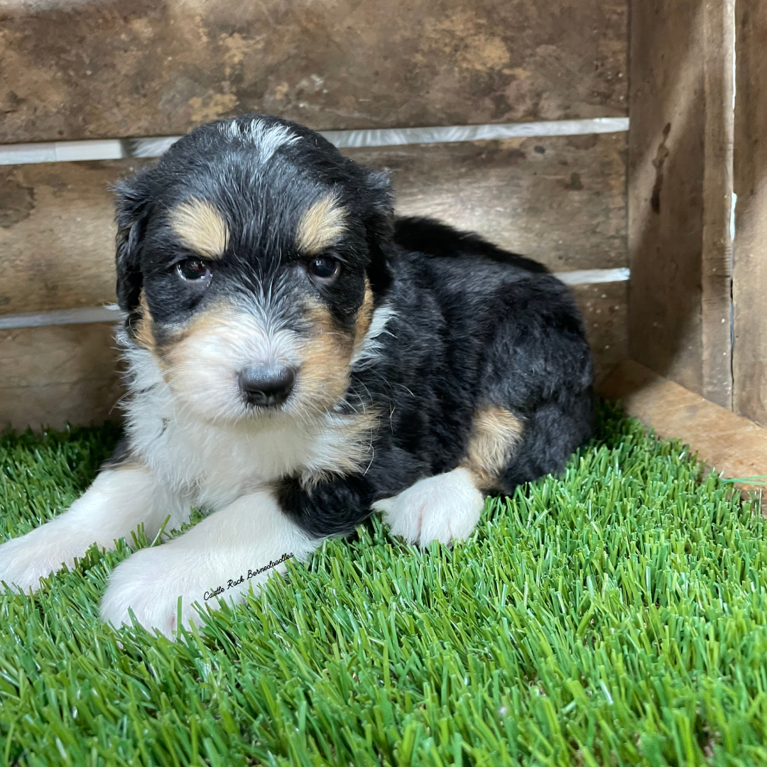 Ursula (Female, F1 Mini Bernedoodle) - FOUND A NEW HOME