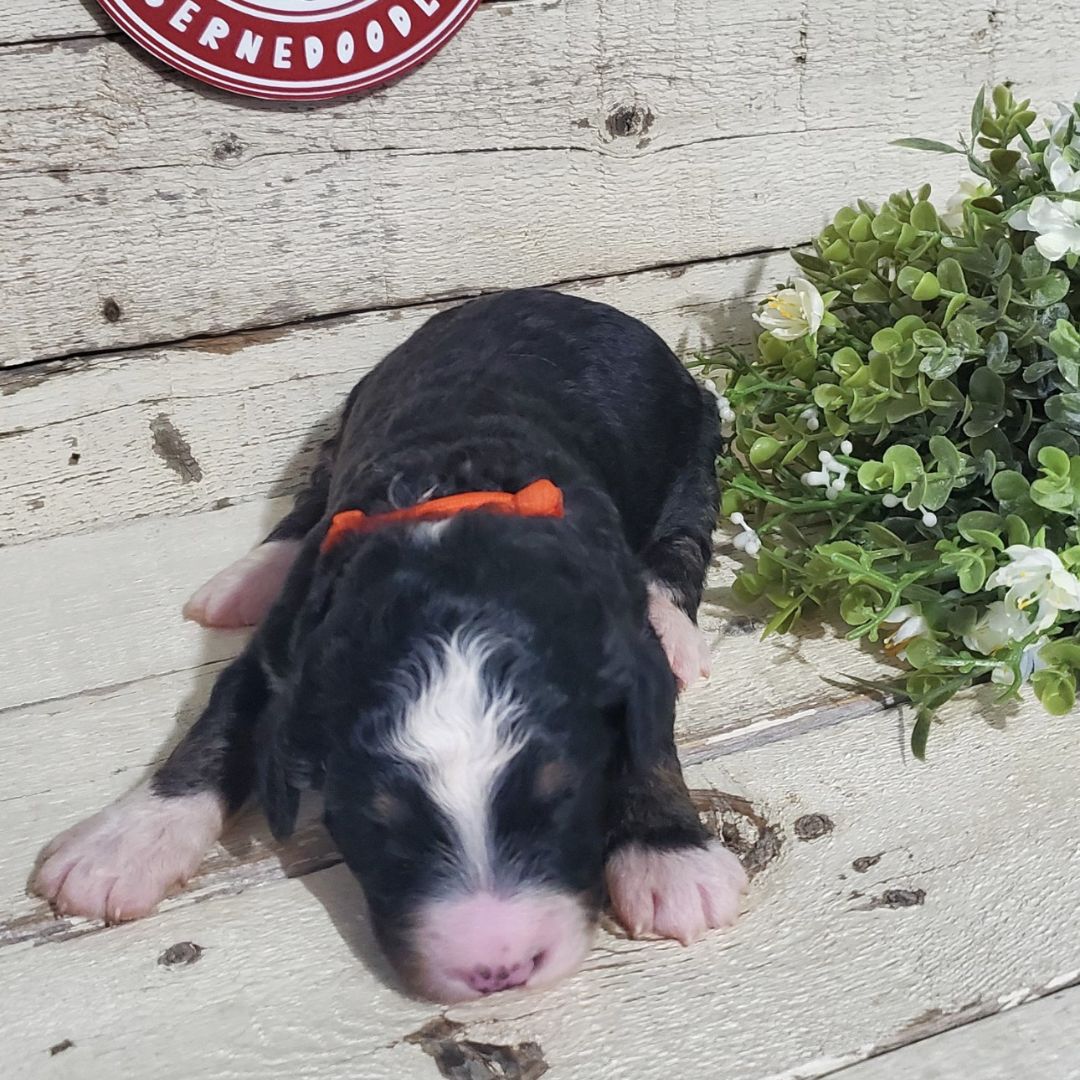Missy (Female, F1 Major Bernedoodle)