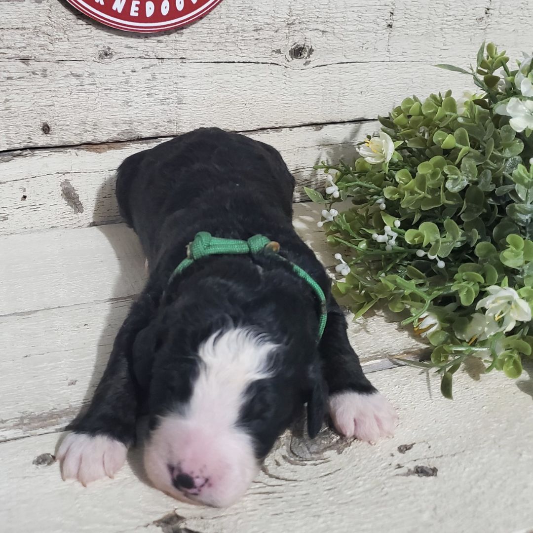 Morgan (Female, F1 Major Bernedoodle)