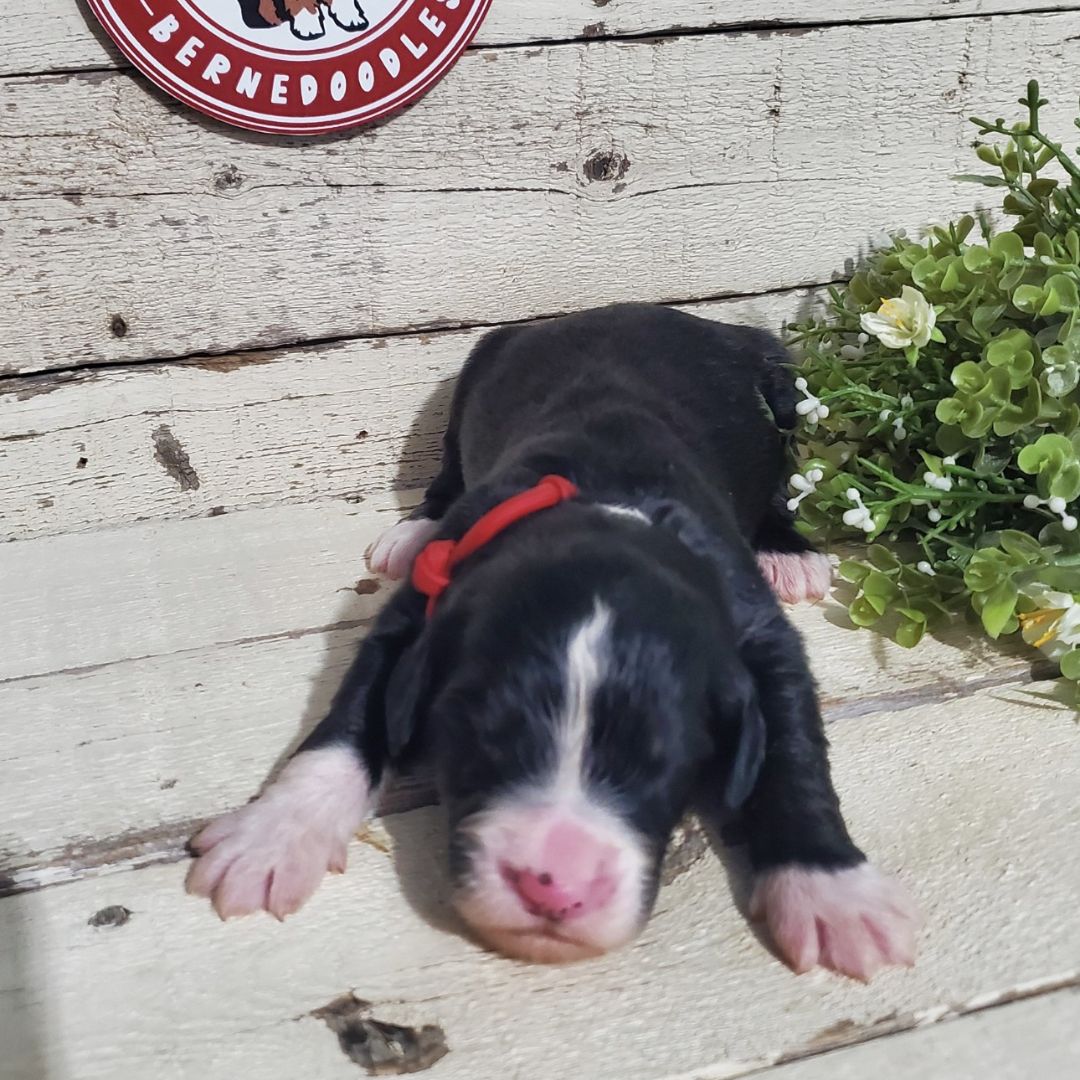 Mox (Male, F1 Major Bernedoodle)