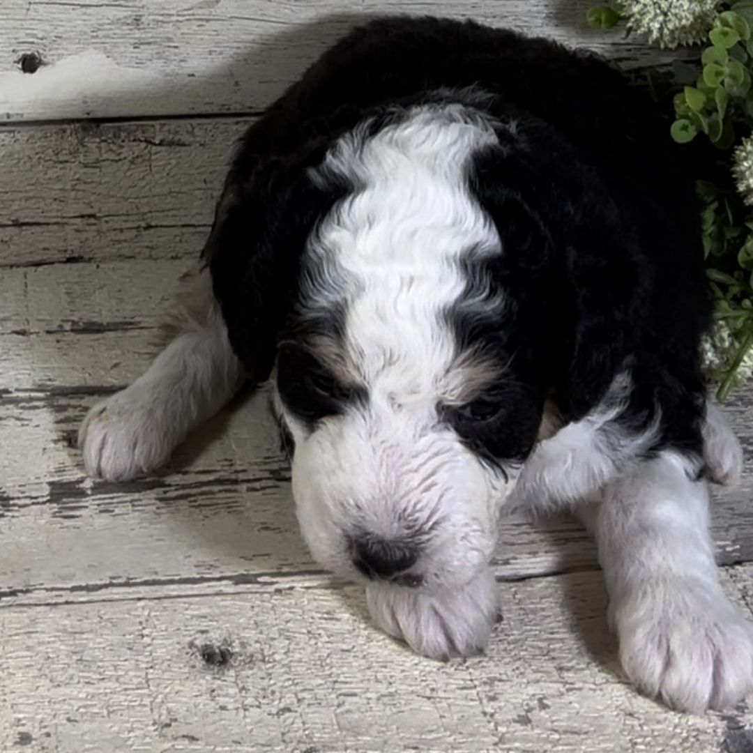 Nick (Male, F1b Micro Bernedoodle) - FOUND A NEW HOME