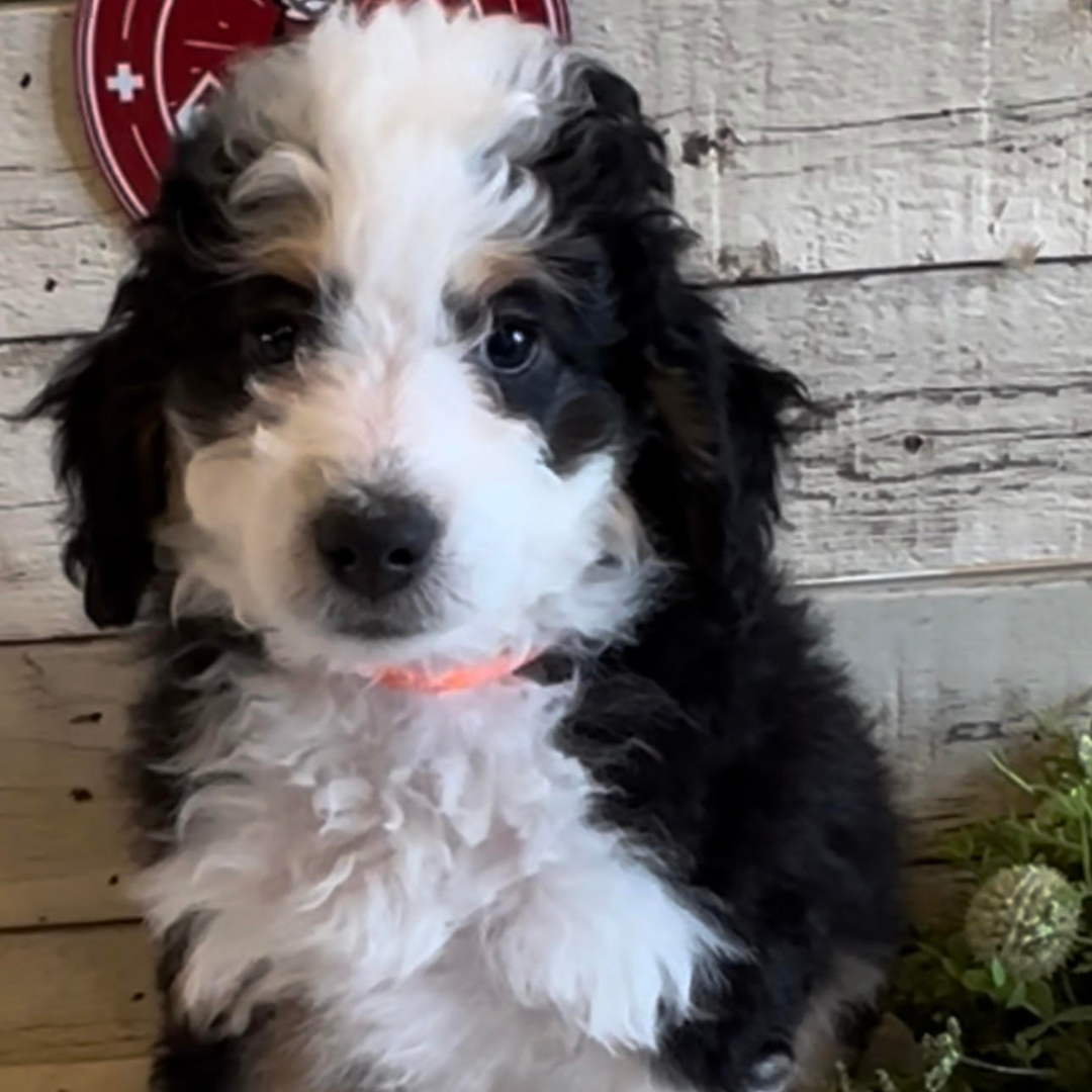 Nick (Male, F1b Micro Bernedoodle) - FOUND A NEW HOME