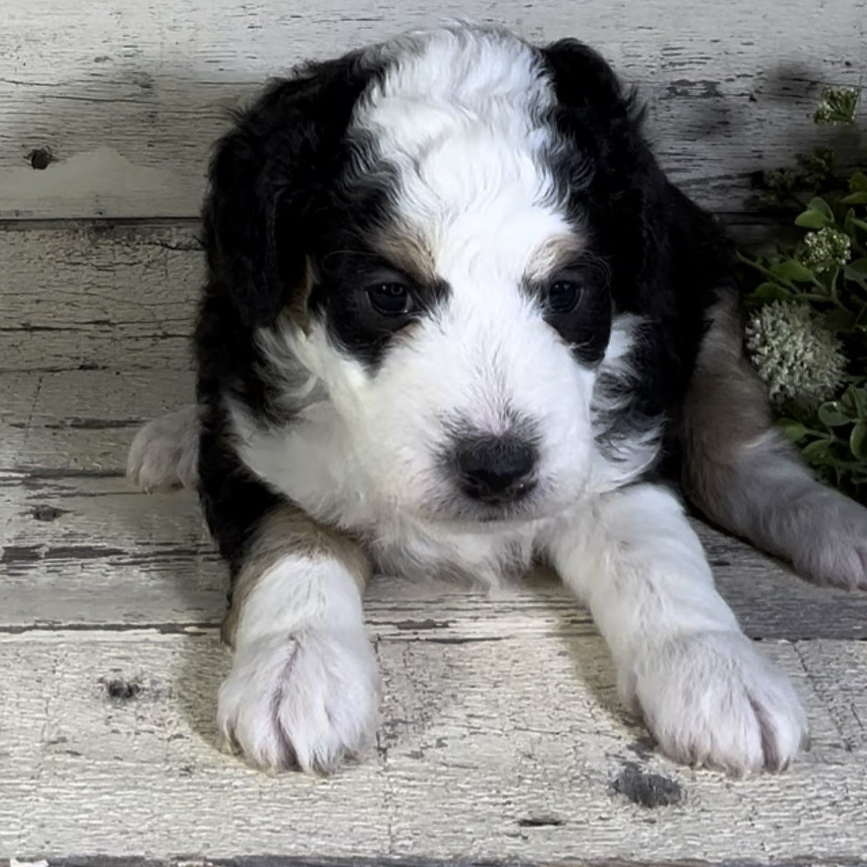 Nick (Male, F1b Micro Bernedoodle) - FOUND A NEW HOME