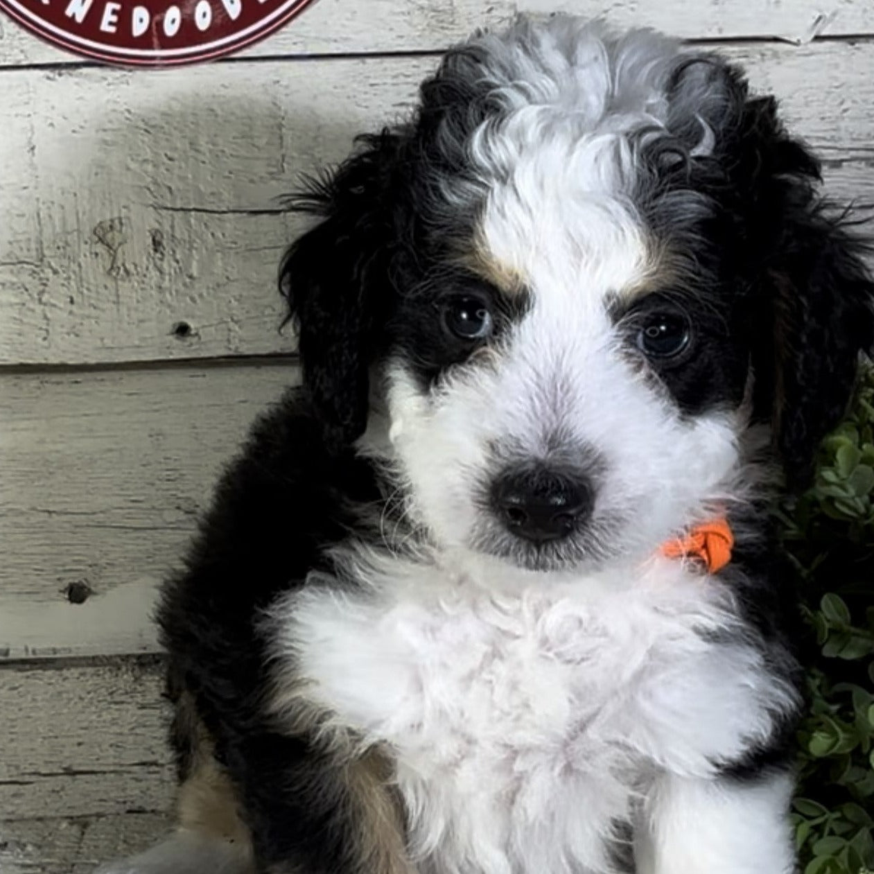 Nick (Male, F1b Micro Bernedoodle) - FOUND A NEW HOME