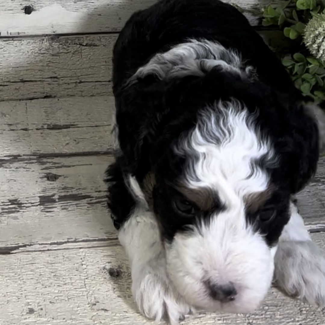 Nico (Male, F1b Micro Bernedoodle)