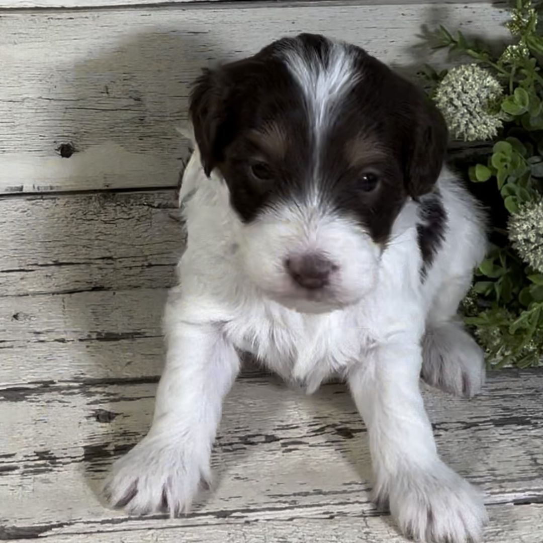 Nile (Male, F1b Micro Bernedoodle)