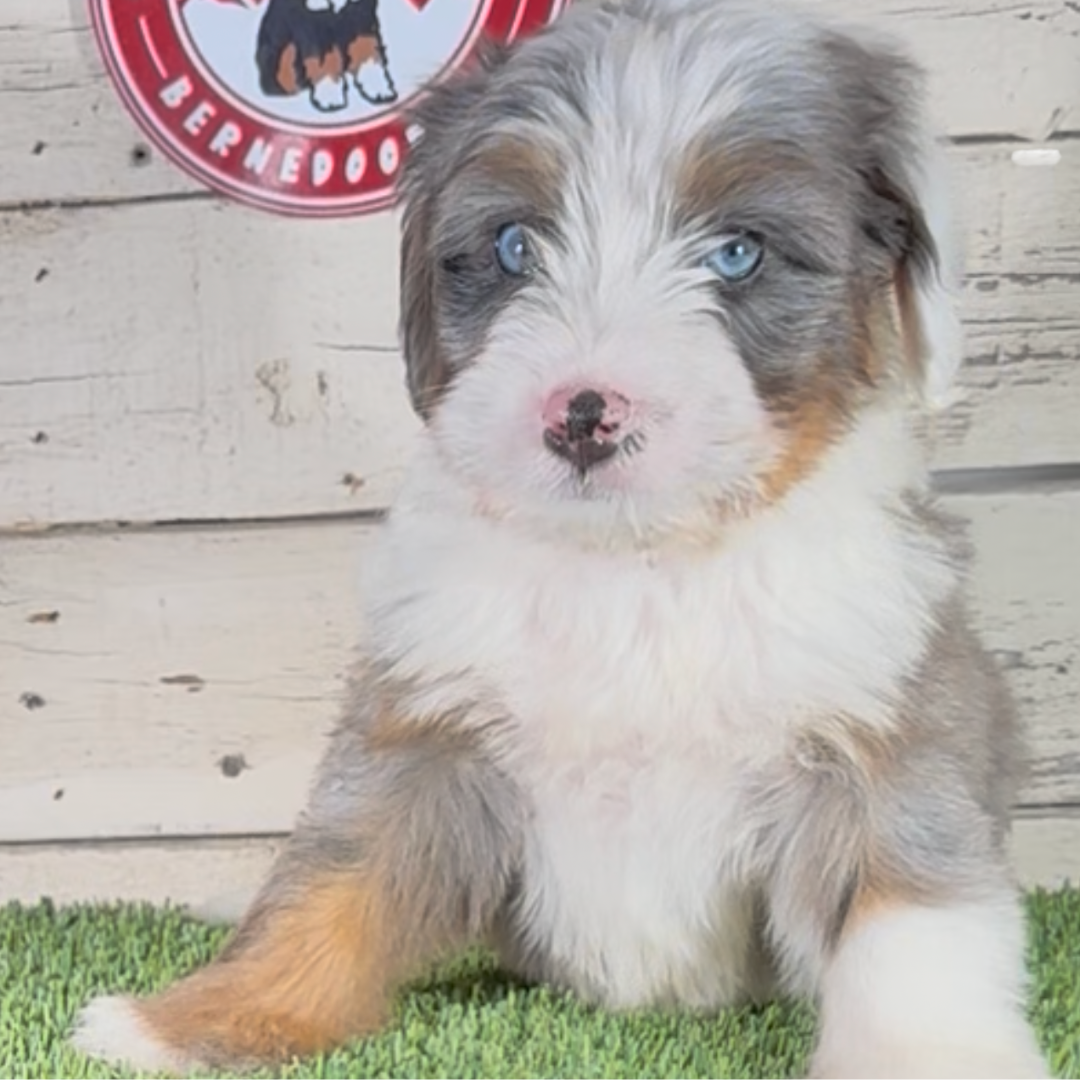 Noah (Male, F1 Mini Blue Merle) $4,000