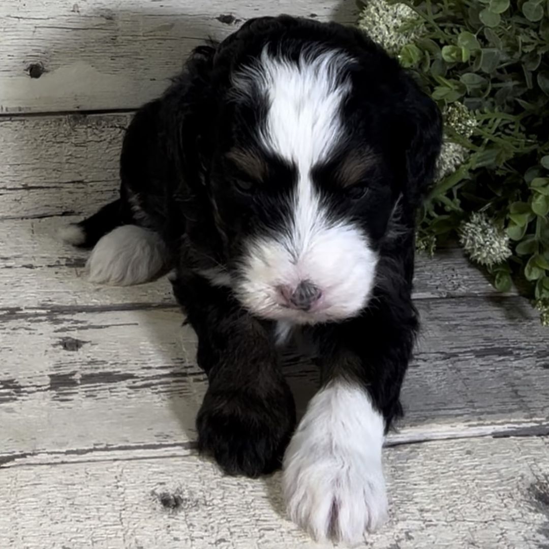 Noe (Male, F1b Micro Bernedoodle)