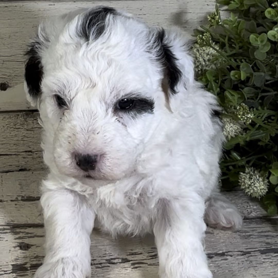 Nova (Male, F1b Micro Bernedoodle)