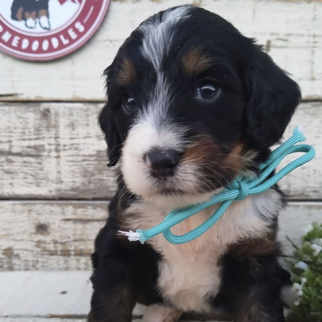 Octavia (Female, F1 Mini Bernedoodle)