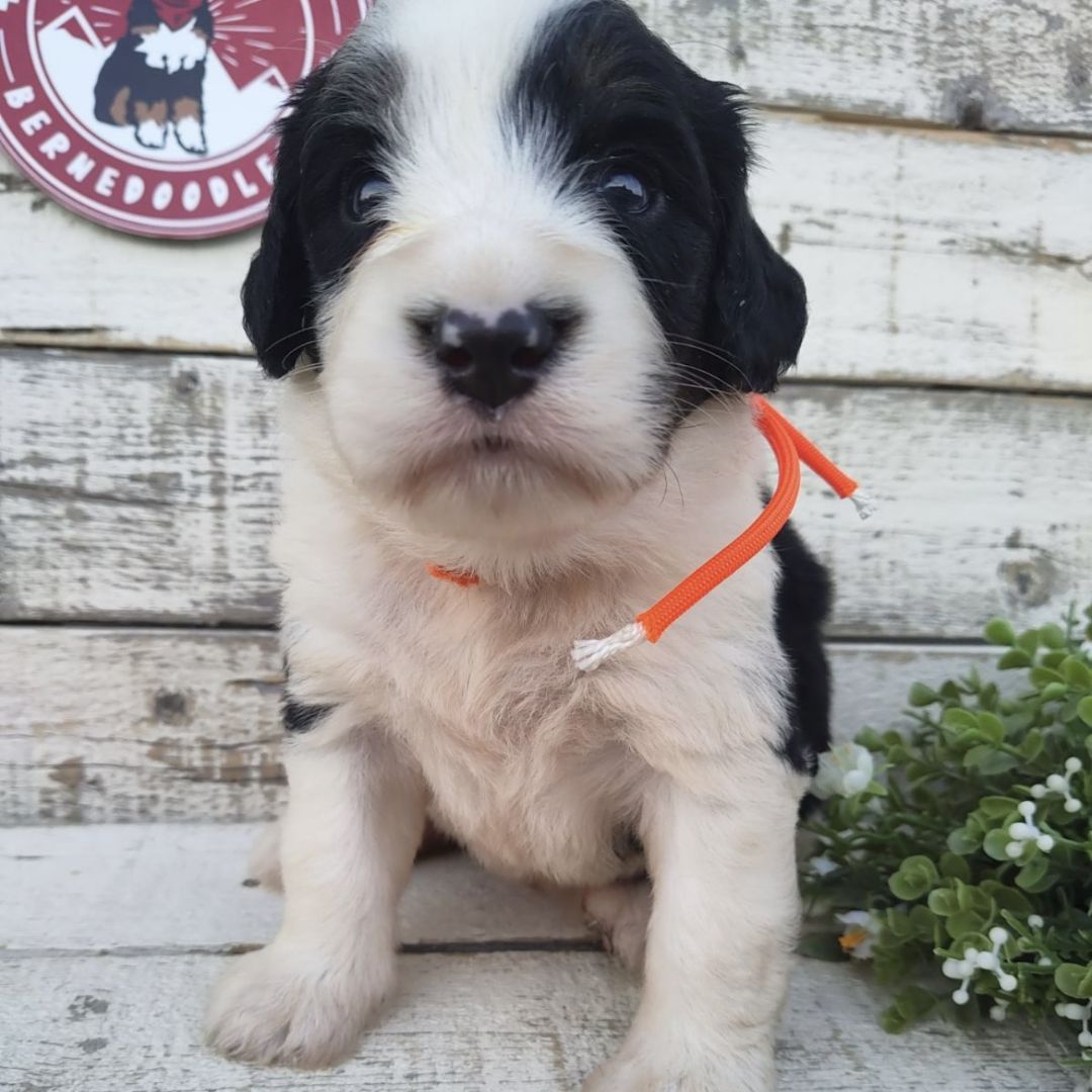 Olivia (Female, F1 Mini Bernedoodle)