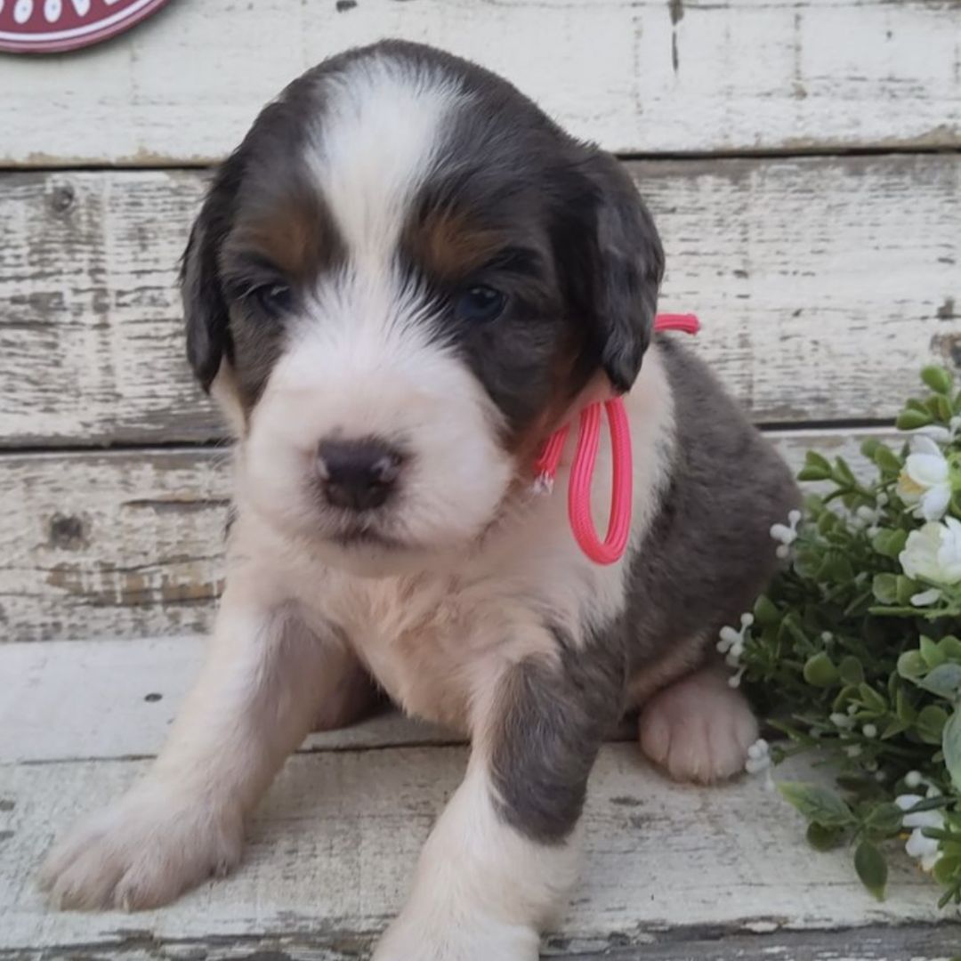 Omaha (Female, F1 Mini Bernedoodle)