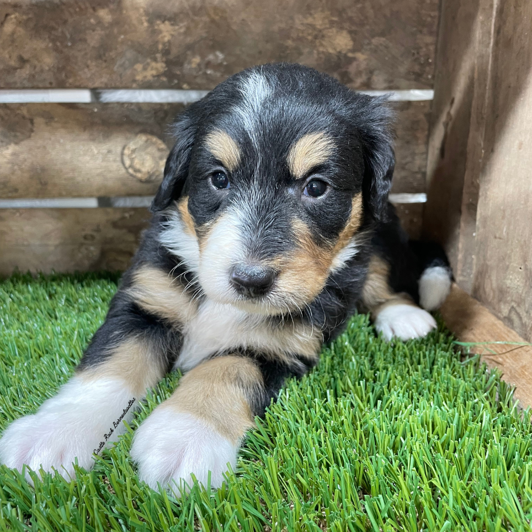 Umee (Female, F1 Mini Bernedoodle) - FOUND A NEW HOME
