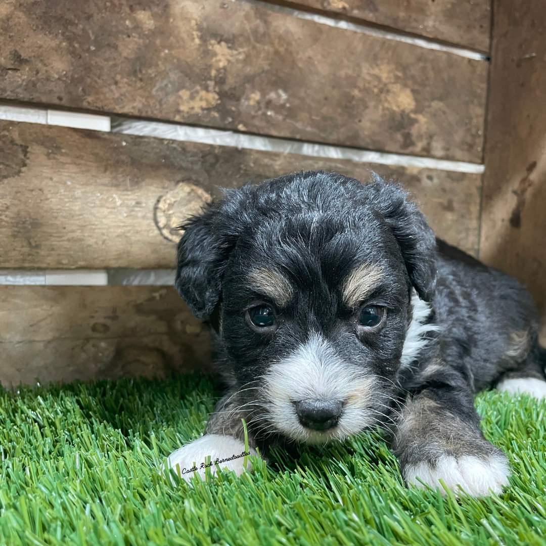 Vinn (Male, F1 Tiny Bernedoodle) - FOUND A NEW HOME