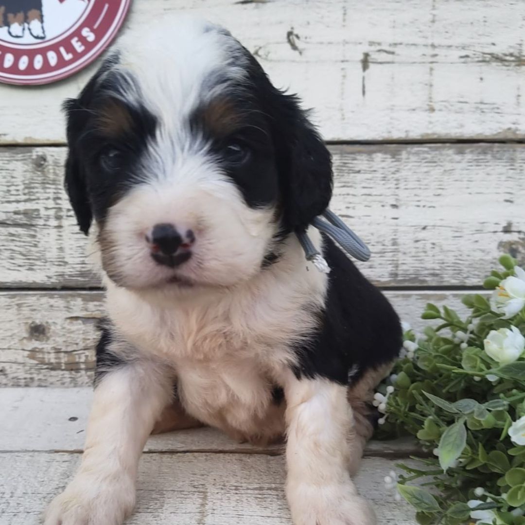 Orlando (Male, F1 Mini Bernedoodle)